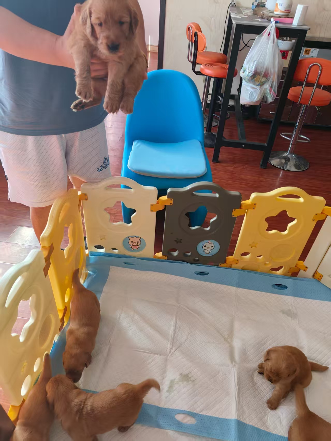 自己养纯种金毛巡回犬，乖巧可爱